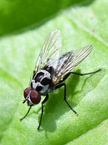 Anthomyia procellaris